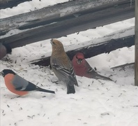 Pine Grosbeak (Pinicola enucleator)