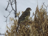 Gulspurv (Emberiza citrinella)