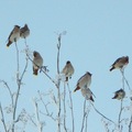 Sidensvans (Bombycilla garrulus)