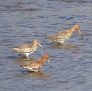 Black-tailed Godwit (Limosa limosa)