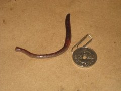 Skogmeitemark (Lumbricus rubellus)