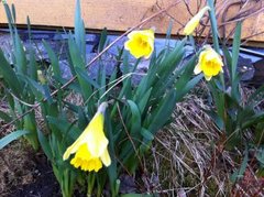 Påskelilje (Narcissus pseudonarcissus)