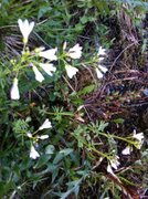 Cuckooflower (Cardamine pratensis)