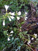 Engkarse (Cardamine pratensis)