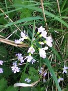 Cuckooflower (Cardamine pratensis)