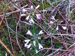 Cuckooflower (Cardamine pratensis)