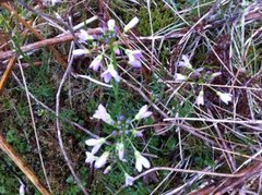 Engkarse (Cardamine pratensis)