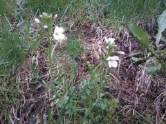 Cuckooflower (Cardamine pratensis)