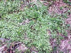 Lesser Celandine (Ranunculus ficaria)