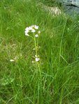 Engkarse (Cardamine pratensis)