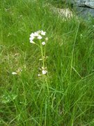 Cuckooflower (Cardamine pratensis)