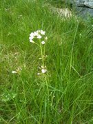 Engkarse (Cardamine pratensis)