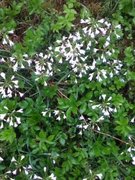 Cuckooflower (Cardamine pratensis)