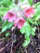 Rød lungeurt (Pulmonaria rubra)