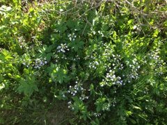 Cuckooflower (Cardamine pratensis)