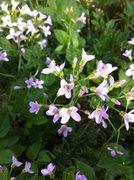 Cuckooflower (Cardamine pratensis)
