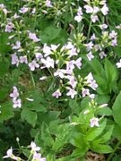Cuckooflower (Cardamine pratensis)
