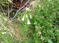 Engkarseslekta (Cardamine)