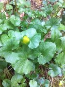 Lesser Celandine (Ranunculus ficaria)