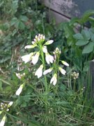 Cuckooflower (Cardamine pratensis)