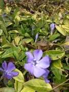 Gravmyrt (Vinca minor)