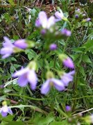 Cuckooflower (Cardamine pratensis)