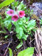 Rød lungeurt (Pulmonaria rubra)