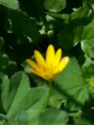 Lesser Celandine (Ranunculus ficaria)