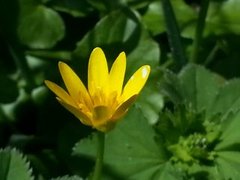 Lesser Celandine (Ranunculus ficaria)