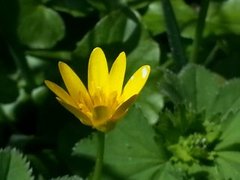 Vårkål (Ranunculus ficaria)