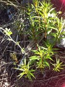 Geitrams (Epilobium angustifolium)