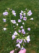 Cuckooflower (Cardamine pratensis)