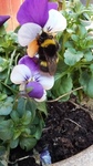 Bumble-bee (Bombus)