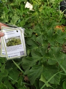 Kjempebjørnekjeks (Heracleum mantegazzianum)