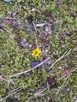 Hestehov (Tussilago farfara)