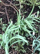 Snøklokke (Galanthus nivalis)