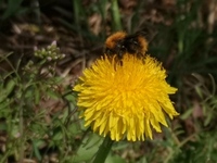 Bumble-bee (Bombus)