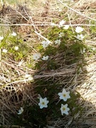 Hvitveis (Anemone nemorosa)