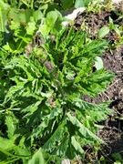 Tromsøpalme (Heracleum persicum)