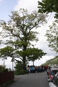 Oak (Quercus sp.)