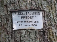 Oak (Quercus sp.)