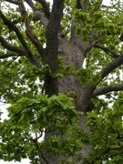 Oak (Quercus sp.)