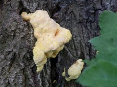 Oak (Quercus sp.)