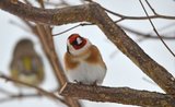 Stillits (Carduelis carduelis)