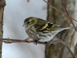 Grønnsisik (Carduelis spinus)