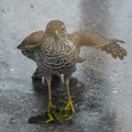 Spurvehauk (Accipiter nisus)