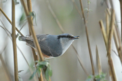 Nuthatch (Sitta europaea)
