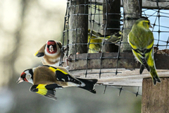 European Goldfinch (Carduelis carduelis)