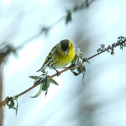 Eurasian Siskin (Spinus spinus)
