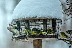 European Goldfinch (Carduelis carduelis)